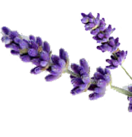 Lavender Flower
